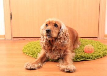 15 Messy Dog Breeds That Track Dirt Into Every Room