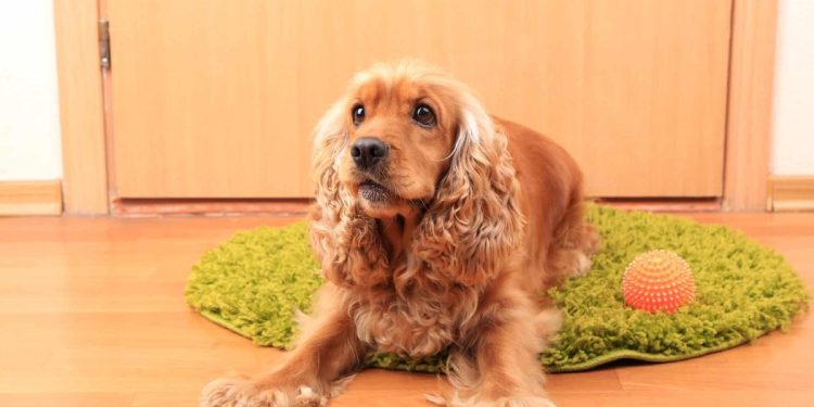 15 Messy Dog Breeds That Track Dirt Into Every Room