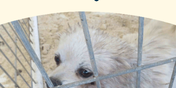 2025: A Good Year To Be a Bad Puppy Mill