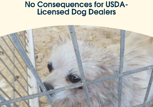 2025: A Good Year To Be a Bad Puppy Mill