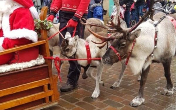 2025 Reindeer Campaign Roundup! | Freedom for Animals