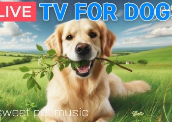 🔴24 Hours of Dog TV🎵🐶Calming Sleep Music for Dogs🐾🩷Soothing Dog Music Eases Dog Stress and Anxiety