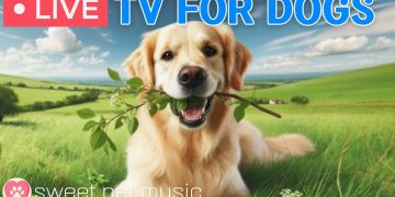 🔴24 Hours of Dog TV🎵🐶Calming Sleep Music for Dogs🐾🩷Soothing Dog Music Eases Dog Stress and Anxiety 🔴24 Hours of Dog TV🎵🐶Calming Sleep Music for Dogs🐾🩷Soothing Dog Music Eases Dog Stress and Anxiety