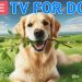 🔴24 Hours of Dog TV🎵🐶Calming Sleep Music for Dogs🐾🩷Soothing Dog Music Eases Dog Stress and Anxiety 🔴24 Hours of Dog TV🎵🐶Calming Sleep Music for Dogs🐾🩷Soothing Dog Music Eases Dog Stress and Anxiety
