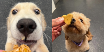 4 Peanut Butter Treats to Celebrate National Peanut Butter Day