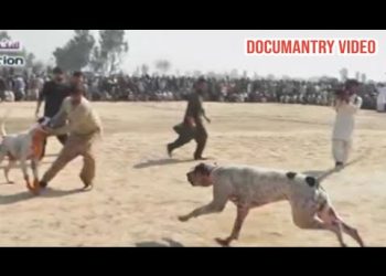 7 most famous bully dogs | champion old bully dogs | top bully gultair | sial daily vlog