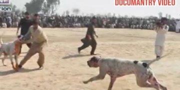 7 most famous bully dogs | champion old bully dogs | top bully gultair | sial daily vlog 7 most famous bully dogs | champion old bully dogs | top bully gultair | sial daily vlog