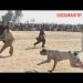 7 most famous bully dogs | champion old bully dogs | top bully gultair | sial daily vlog