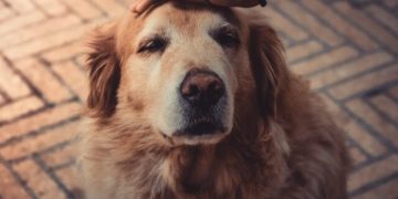 8 Best Glucosamine Supplements for Dogs 2026