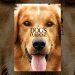 A Dog’s Purpose