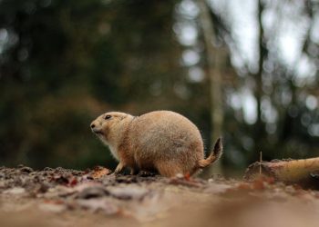 Accidents Happen: How to Handle Dog-Related Mishaps at Home