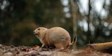 Accidents Happen: How to Handle Dog-Related Mishaps at Home