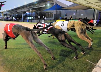 Australian racing greyhounds  – Dog race