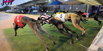 Australian racing greyhounds  – Dog race