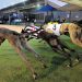 Australian racing greyhounds – Dog race Australian racing greyhounds – Dog race