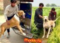 BADSHAH KA HEAVY BULLY DOG SY PHADDA FIX HOGHYA😱 BADSHAH KA HEAVY BULLY DOG SY PHADDA FIX HOGHYA😱