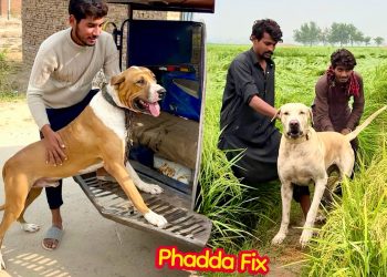 BADSHAH KA HEAVY BULLY DOG SY PHADDA FIX HOGHYA😱