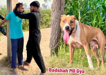 BASSAM KY FARM SY BULLY DOG BADSHAH MIL GYA🤬
