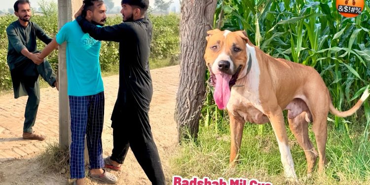 BASSAM KY FARM SY BULLY DOG BADSHAH MIL GYA🤬
