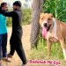 BASSAM KY FARM SY BULLY DOG BADSHAH MIL GYA🤬