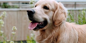 Barking Up the Right Tree: Choosing the Perfect Indoor Activities for Your Dog