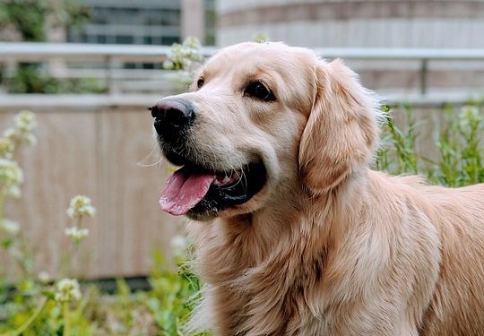 Barking Up the Right Tree: Choosing the Perfect Indoor Activities for Your Dog