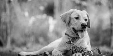 Beyond the Bowl: The Nutritional Needs of Your Furry Friend