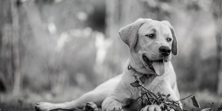 Beyond the Bowl: The Nutritional Needs of Your Furry Friend Beyond the Bowl: The Nutritional Needs of Your Furry Friend