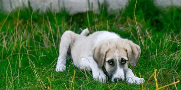 Building Bonds: Training Tips for Beginners to Transform Your Pup