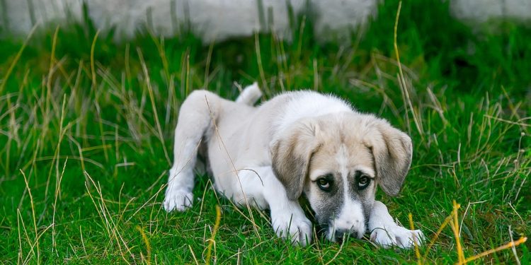 Building Bonds: Training Tips for Beginners to Transform Your Pup