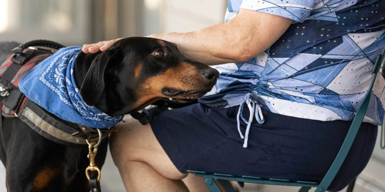 Can I Touch You? What Happens When Therapy Dogs Are Given Choice