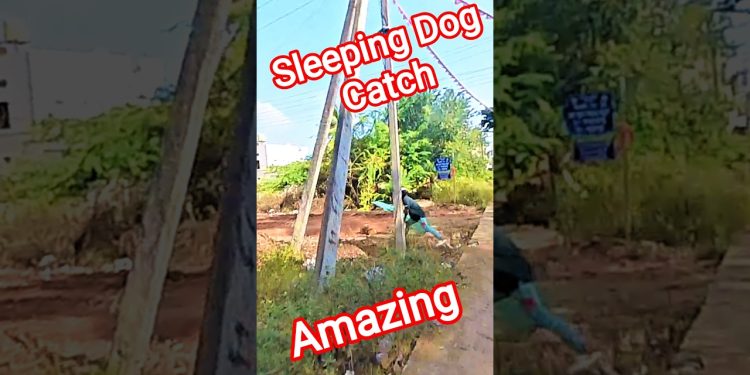 DVG Village Sleeping Dog Catch #streetdogrevival #dog #catch #village #ytshorts DVG Village Sleeping Dog Catch #streetdogrevival #dog #catch #village #ytshorts