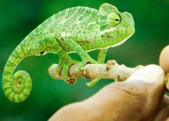 Do People Who Keep Exotic Animals Care About Conservation?