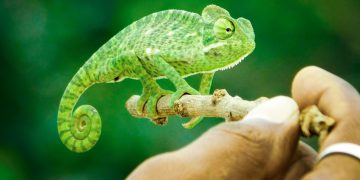 Do People Who Keep Exotic Animals Care About Conservation?