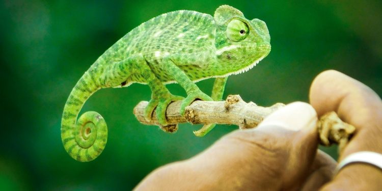 Do People Who Keep Exotic Animals Care About Conservation?