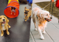 Dog Daycare vs. Dog Walking: The Best Choice for Busy Pet Parents