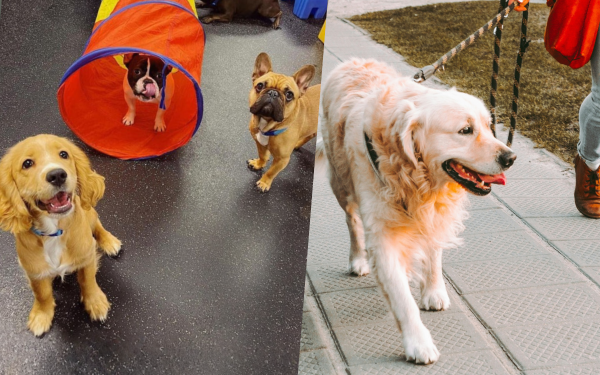 Dog Daycare vs. Dog Walking: The Best Choice for Busy Pet Parents Dog Daycare vs. Dog Walking: The Best Choice for Busy Pet Parents