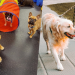 Dog Daycare vs. Dog Walking: The Best Choice for Busy Pet Parents