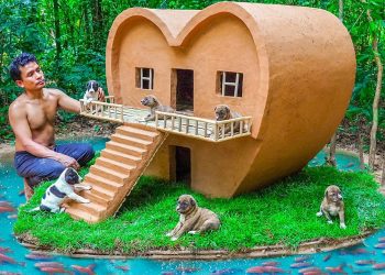 Dog rescue and build Loving Dog House – Build House for Puppies