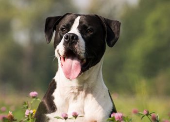 Doggy Adventures: Fun Activities to Enjoy with Your Furry Buddy!