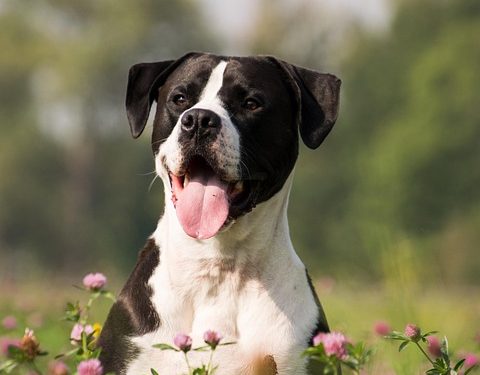 Doggy Adventures: Fun Activities to Enjoy with Your Furry Buddy! Doggy Adventures: Fun Activities to Enjoy with Your Furry Buddy!