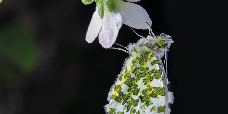 Doggy Dental Health: Why and How to Brush Your Dog’s Teeth Doggy Dental Health: Why and How to Brush Your Dog’s Teeth
