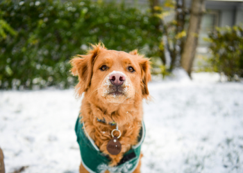 Dogs in Snow: What to Know