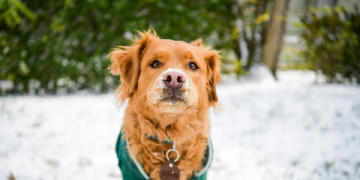 Dogs in Snow: What to Know