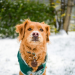 Dogs in Snow: What to Know