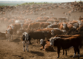EU-Mercosur deal will have devastating impacts for animals