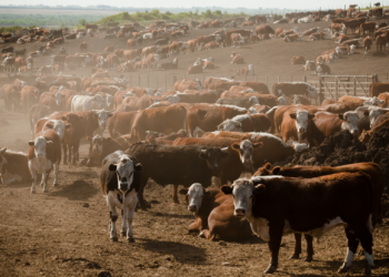 EU-Mercosur deal will have devastating impacts for animals