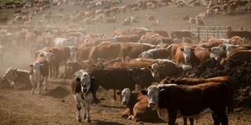 EU-Mercosur deal will have devastating impacts for animals