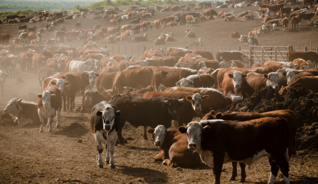 EU-Mercosur deal will have devastating impacts for animals
