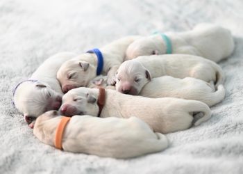 Feel free to mix and match or modify them to fit your needs!